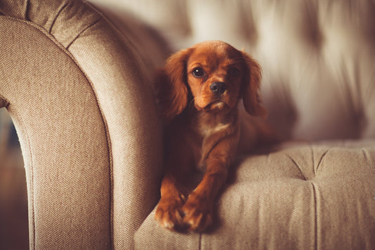 10 ways to make your rented property feel like home